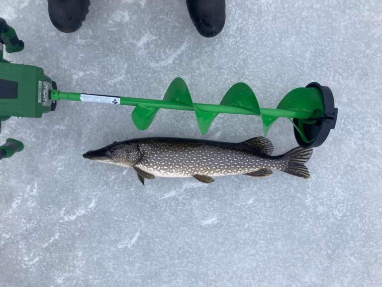 A freshly caught Northern Pike lies on the ice next to a green ice auger, highlighting a successful ice fishing experience. The fish's speckled scales contrast with the textured, icy surface below.